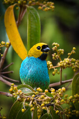 Gilt-edged Tanager (Tangara cyanoventris)