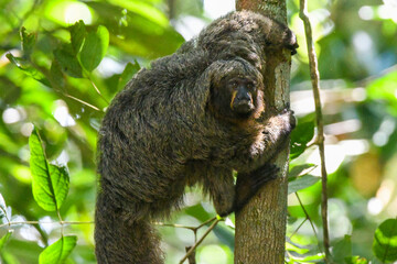 Fototapeta premium White-faced saki (Pithecia pithecia)