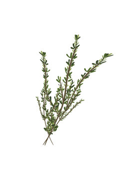dessin branche de Thym, romarin, fond isol&eacute;