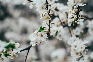 tree blossom