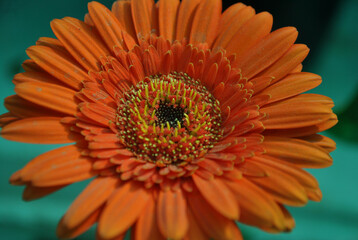 orange gerbera flower