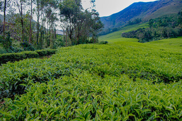 Tea field