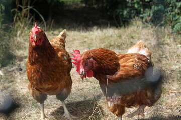 Free range chickens
