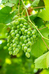 Developing green not mature grapes hanging down from a vine