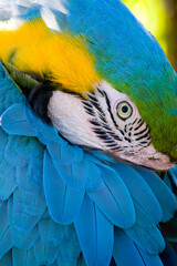 Shy Blue and Gold Macaw Watching Carefully as I take his portrait at the local zoo.  - 521493973