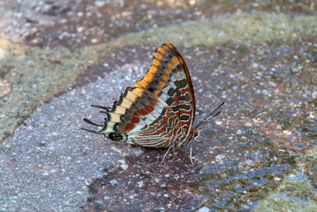 Colourful butterfly sitting on stony ground