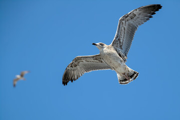 Gull flying over the ocean in front of a blue sunny sky