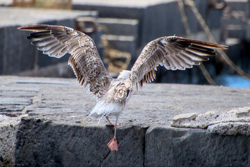 Gull during landing with spread wings