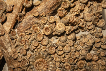 Fossils of the small Promicroceras and large Asteroceras ammonites found in Atlantic Ocean near the shores of Northern Ireland