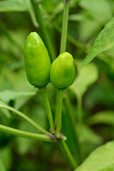 closeup the pair of ripe green chilly with leaves and plant growing in the farm soft focus natural green brown background.