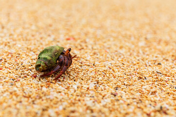 Small hermit crab with a green colored shell making his way down the sandy beach.