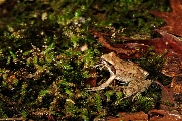 Greek stream frog // Griechischer Frosch (Rana graeca) - Peloponnese, Greece