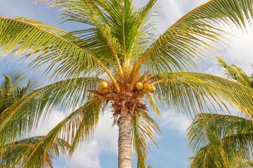 Palme