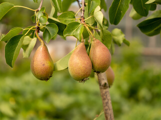 Tasty young healthy organic juicy pears hanging on a branch young tree