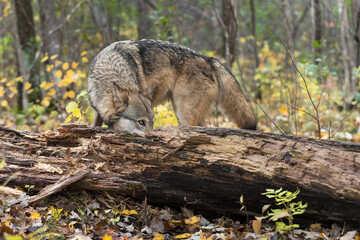 Fototapeta premium Grey Wolf (Canis lupus) Sniffs Behind Log Autumn