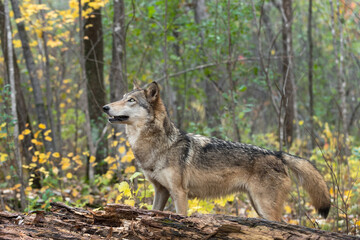 Naklejka na ściany i meble Grey Wolf (Canis lupus) Stands Behind Log Looking Up Autumn
