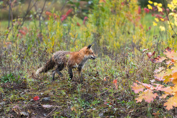 Red Fox (Vulpes vulpes) Walks Right Through Weeds Autumn