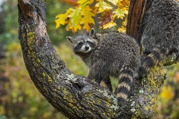 Raccoon (Procyon lotor) Turns to Look Over Shoulder in Tree Autumn