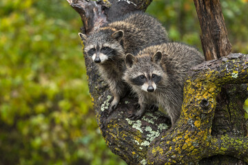 Raccoons (Procyon lotor) Look Out From Tree Autumn