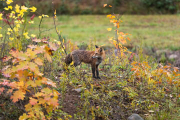 Red Fox (Vulpes vulpes) Looks Back Over Shoulder in Weeds Autumn