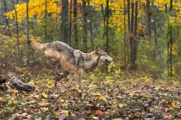 Grey Wolf (Canis lupus) Lands After Leaping Over Log Autumn