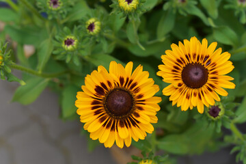 Obraz premium Yellow beautiful flower in the garden