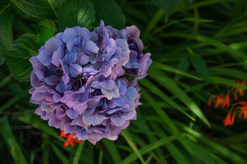 Obraz premium 青紫色の紫陽花