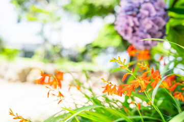 夏のヒメオウギスイセンと紫陽花