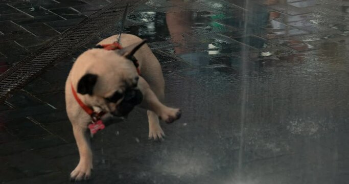 Happy small dog plays with splashes of water outdoors. Pug attacks fountain. Naughty happy pug