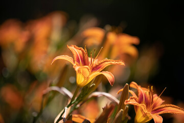 Daylilies captured from a garden in the summer sunshine.