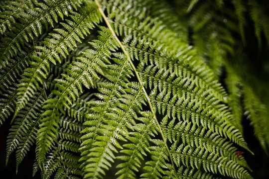 Closeup Of Fern Leaves In A Forest