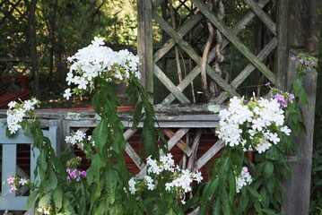 The white flowers are in front of the old gazebo.