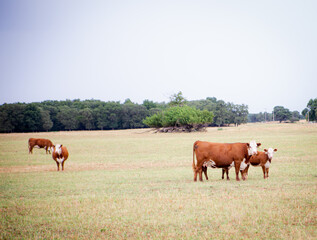 Cattle Livestock