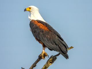  African fish eagle (Haliaeetus vocifer) perched on a branch. Kruger Park.