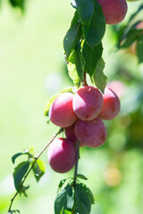 Plenty of plums in the end of summer