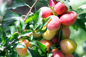 Plenty of plums in the end of summer