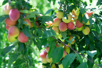 Plenty of plums in the end of summer