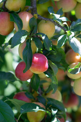 Plenty of plums in the end of summer