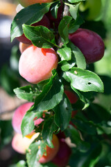 Plenty of plums in the end of summer