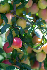 Plenty of plums in the end of summer
