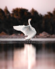 Selective of a whooper swan in Finland lake during sunrise