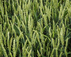 Closeup of green cereals in a field