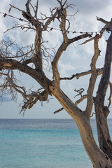 Cas Abao Beach in Curacao