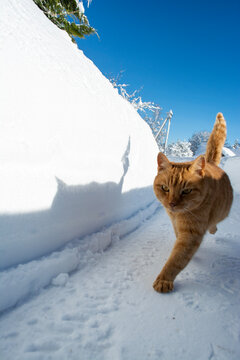 Orange Cat Running In The Snow