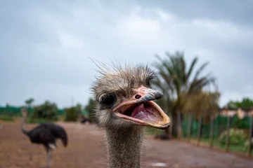 Fotobehang Laughing ostrich © Fabian