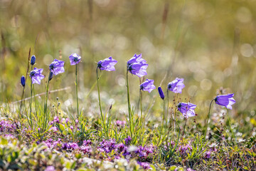 Fototapeta na wymiar Cluster of backlit blue bell flowers in the arctic tundra at Grondalen, West Greenland