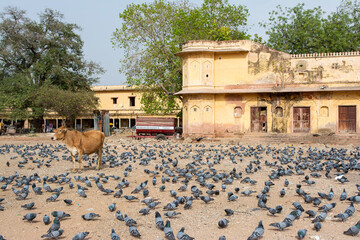 A cow amongst hundreds of pigeons 