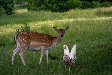 Deer with a chicken 