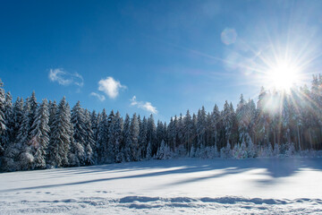 snow covered trees in the Black Forest