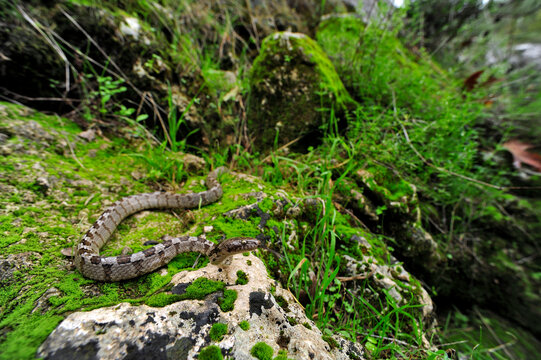 European cat snake // Europäische Katzennatter (Telescopus fallax) - Peloponnese, Greece